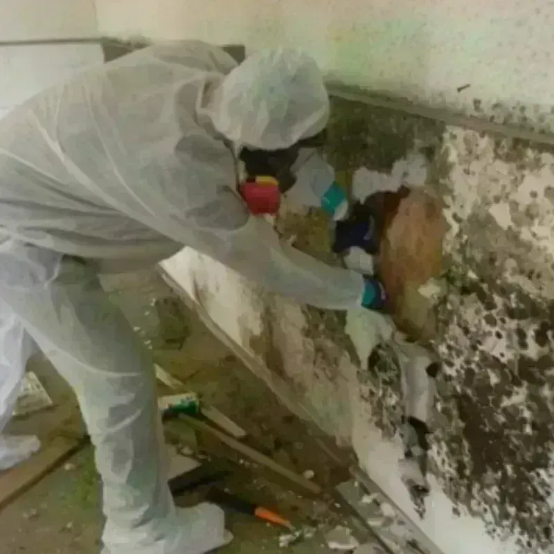 Mold Remediation and Removal in Moroni, UT